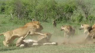 Masai Mara lions surprising and scaring hyenas away [upl. by Alledi]