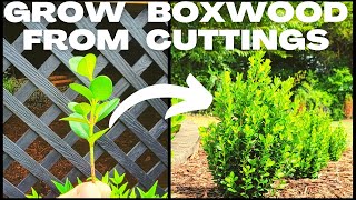 DIY Easy Boxwood Buxus Propagation  How To Grow Boxwood From Cuttings amp Create Your Own Hedge [upl. by Anir]