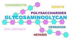 Glycosaminoglycan [upl. by Erhard814]