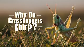 Why Do Grasshoppers Chirp Exploring Insect Communication [upl. by Roux]