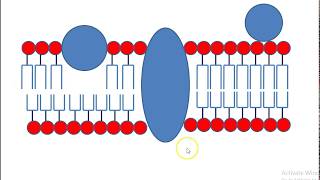 fluid mosaic model draw easily in bangla [upl. by Ossie893]