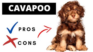 Cavapoo Pros And Cons  Should You REALLY Get A CAVAPOO [upl. by Sholeen]