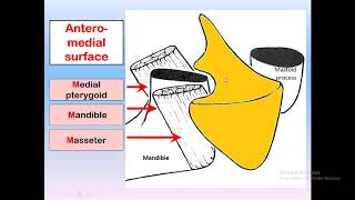 parotid gland anatomy for dental students [upl. by Erme734]