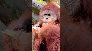 Bornean Orangutan  Singapore Zoo [upl. by Dorolice]