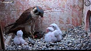 American Kestrel Chick Upended During Feeding – June 21 2018 [upl. by Freya]