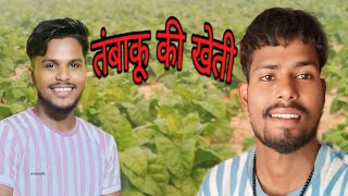 तंबाकू की खेती🍃tambaku ki khetitrending bhojpuri bhojpuri vlog video Rohitkumargondrr5rt [upl. by Lalla157]