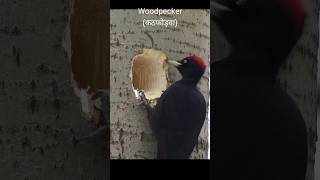 Woodpecker Bird wonderful Bird [upl. by Nomsed]