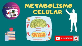 Metabolismo celular  anabolismo  catabolismo  ATP energía [upl. by Nelrsa260]