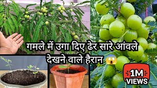 How To Grow Lots Of Amla Fruits In Pot From Seed Grafting Air layering  1 Gamle Me Ugae Dheron Amla [upl. by Earla75]