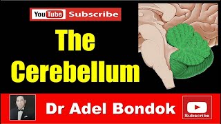 The Cerebellum Dr Adel Bondok [upl. by Einniw]