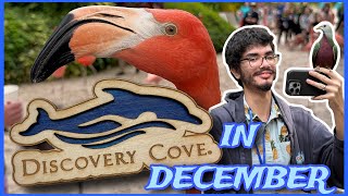 Discovery Cove in December  First Trip Vlog [upl. by Ycul]