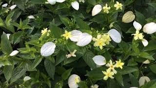 Beautiful flowers  Mussaenda luteola  Yellow Mussaenda [upl. by Navonod]