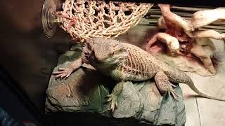 Feeding My Bearded Dragon A Hornworm For A Treat [upl. by Seavir]