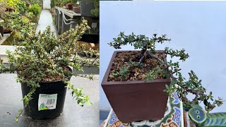 Shaping a Cotoneaster conspicuus in bonsai [upl. by Ecirtel289]