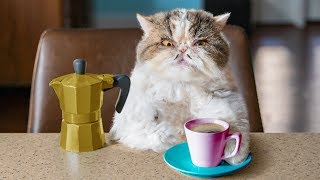 Catfinated  When Cats Drink Coffee [upl. by Nahamas325]