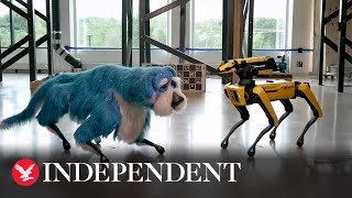 Boston Dynamics robot has dog upgrade [upl. by Rasure518]