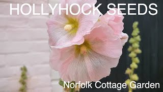 TIPS To Grow Hollyhocks From SEEDS In Pot AZ Details [upl. by Thorpe484]