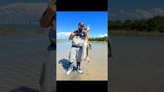 Texas Red Fish Limit amp Mangrove Snapper 2024 STXSalados redfish southpadreisland wadefishing [upl. by Catharina]