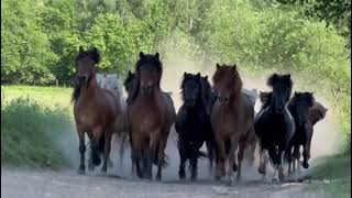 All of those beauties are for sale   Punktur Icelandic Horses [upl. by Khudari409]