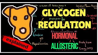 Glycogen regulation by Insulin and GlucagonEpinephrine USMLE Biochemistry [upl. by Notnats]