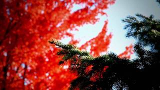 Canon EOS 7D video test  Autumn in Creswell [upl. by Nyad]