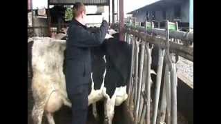 Cow Weight Tape Demo  Gain Feeds Heifer Rearing Programme [upl. by Hussein30]