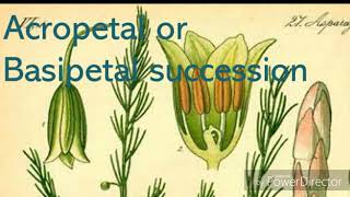 acropetal or besipetal succession [upl. by Fairfield84]