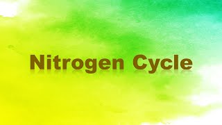 Nitrogen Cycle Nitrogen Fixation Nitrification Assimilation Ammonification and Denitrification [upl. by Savadove269]