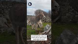 Harriet the Singing Donkey Serenades Passerby [upl. by Yerfdog]