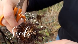 How to Sow Echinacea Cone Flower Seeds on How to Grow a Garden with Scarlett [upl. by Arch]