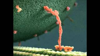 Kinesin Spring Cleaning [upl. by Allimac]