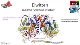 Eiwitten [upl. by Sima]