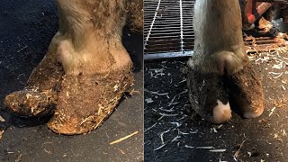 Ep 15 AMAZING Hoof TransformationRestoring Comfort to this Cow [upl. by Ahilam48]