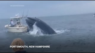 Whale surfaces capsizes fishing boat off New Hampshire coast [upl. by Aciretnahs565]