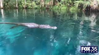 Alligator swims toward woman tries to bite paddleboard at Central Florida park [upl. by Darbee195]