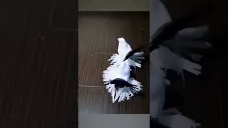 morpankhi pigeon  audience like and subscribe and share [upl. by Lynnett]