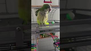 Itchy Bird Preening parrot cute funny pets [upl. by Primrosa]