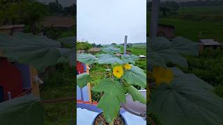 Meet the Rare Uncarina Grandidieri GardeningCommunity UniquePlants PlantCare [upl. by Ivon114]