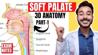 Soft Palate Anatomy 3D  muscles of soft palate anatomy  anatomy of soft palate muscles [upl. by Aikas375]