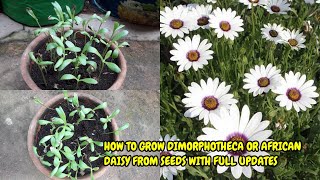 HOW TO GROW DIMORPHOTHECA OR AFRICAN DAISY FROM SEEDS WITH FULL UPDATES [upl. by Nolyk]