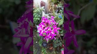 epidendrum radicans beauty beautifulorchids [upl. by Brenner84]