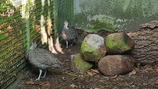 A pair of Elegant crested tinamou [upl. by Ellebasi36]