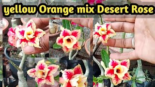 yellow orange mix Desert Rose desertrose adenium gardening [upl. by Jari]