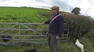 Rough Walked Up Shooting for Pheasants and Partridge with Spaniels [upl. by Sophi]