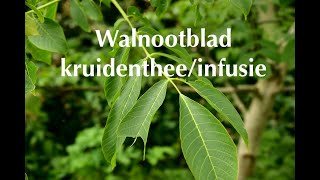 Walnootblad kruidentheeinfusie [upl. by Adlare148]