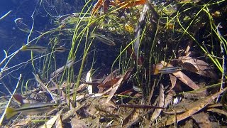 Native fish Blackbanded Rainbowfish Melanotaenia nigrans Kakadu National Park [upl. by Ellan]