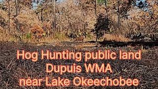 Pig hunting Dupuis WMA while camped at JW Corbett WMA public land [upl. by Niko]