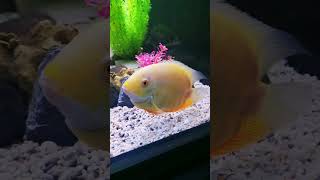 Gold Severum cichlid [upl. by Agrippina]