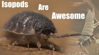 Isopod Colonies Are More Fun Than Youd Think  Homemade Porcellio scaber terrarium [upl. by Behlau]