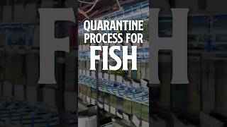 Quarantine Tank  Our Quarantine Process Coffee with Flip☕  Aquarium Podcast [upl. by Lebanna]